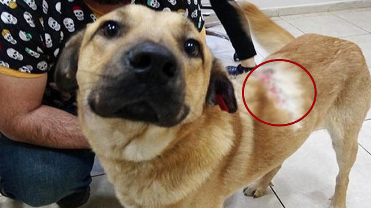 Köpeğin üzerine kaynar su dökerek yaktılar. Bunu yapan insan olamaz