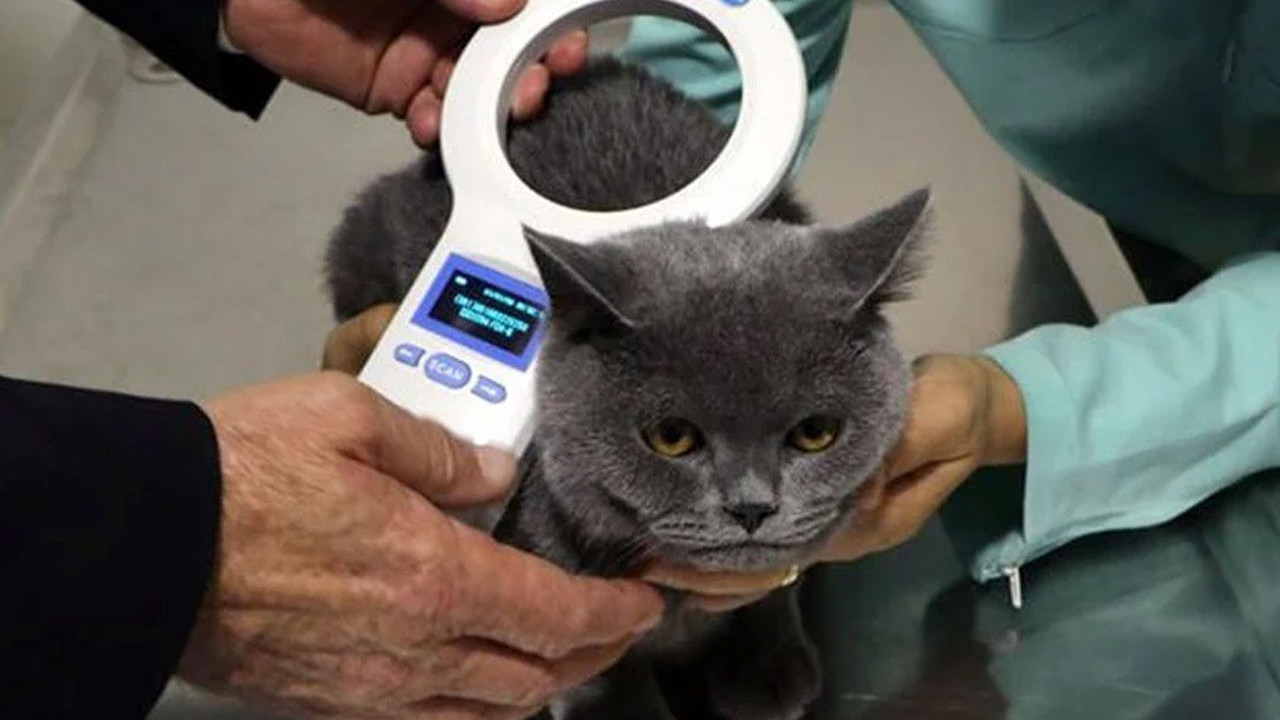 Evcil hayvanlar için çip zorunluluğunda süre uzatma talebi