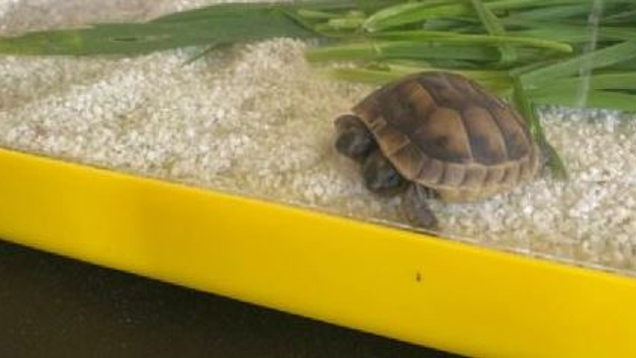 İmam çift başlı kaplumbağa buldu