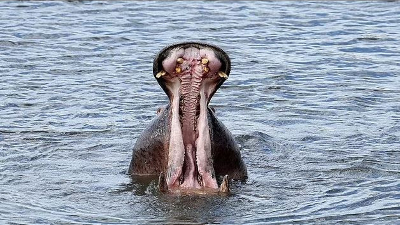 Su aygırı yuttuğu çocuğu taş atılınca kustu