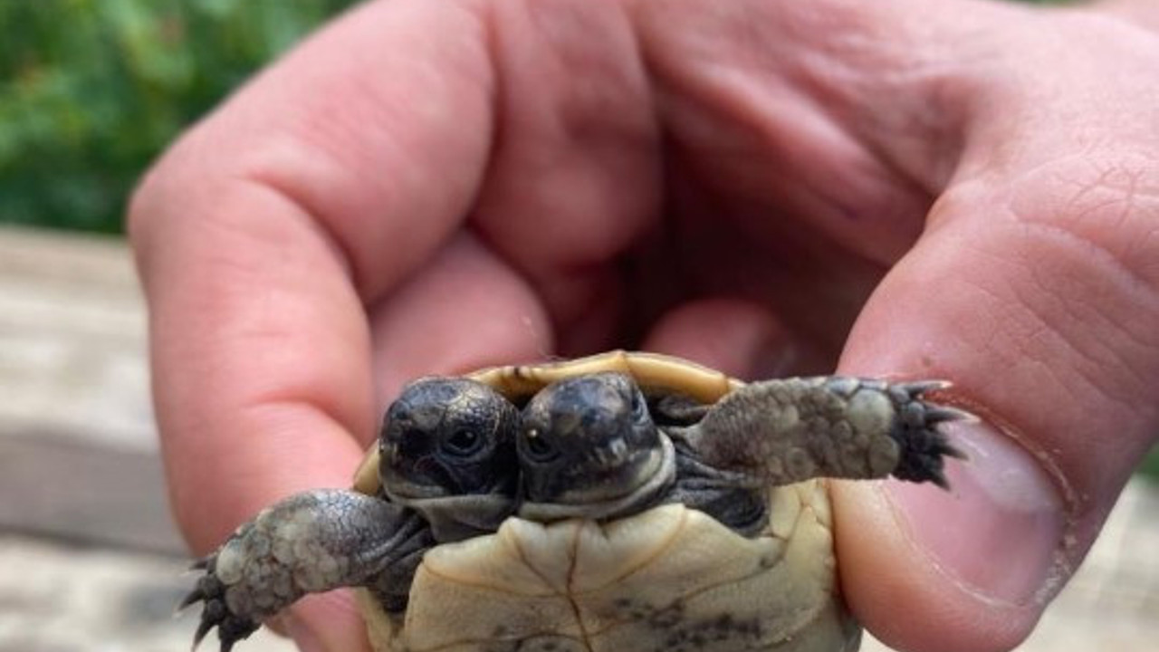 Görenler şaşkına dönüyor! Çift başlı kaplumbağa...