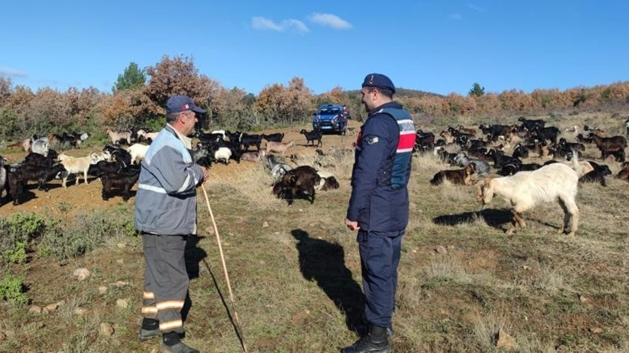 Kaybolan küçükbaş hayvan sürüsü ağıldan 5 kilometre uzaklıkta bulundu
