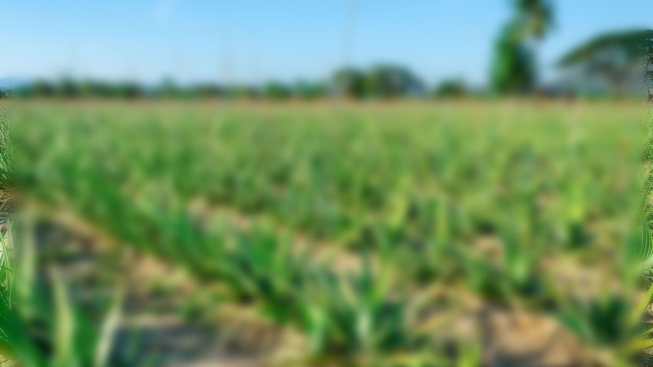 Her derde deva mucize bitkinin faydaları. Kızılderililer “Cennetin sihirli değneği” diyor