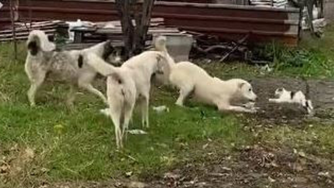 Sokak köpeklerinin hedefi bu kez kedi oldu