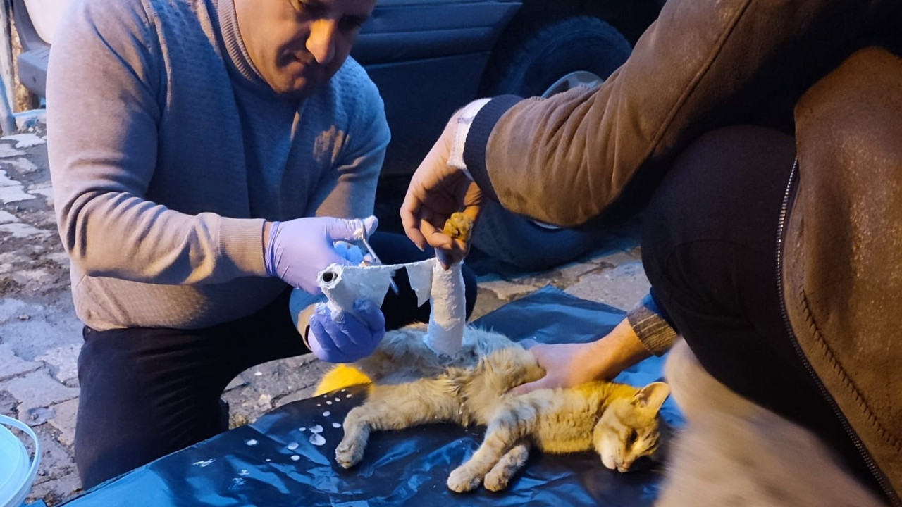 Araç çarpan kedi yaralandı