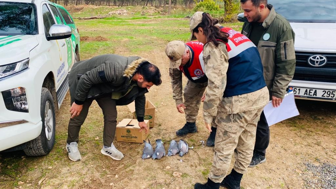 Şanlıurfa’da kaçak avlanan yarım ton balık ele geçirildi