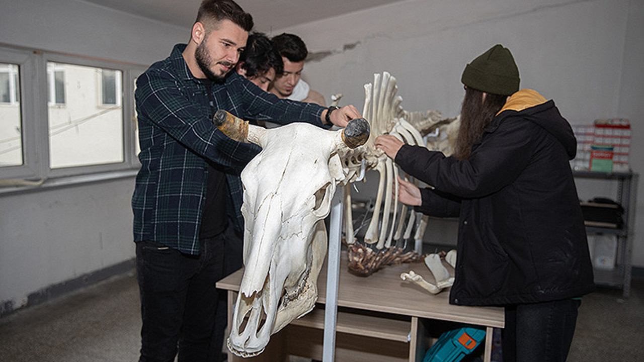 Veterinerlik öğrencileri sığır iskeleti yaptı