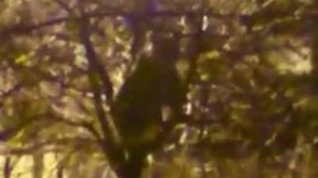 Vatandaşın ağaca çıkan ayıyla güldüren konuşması