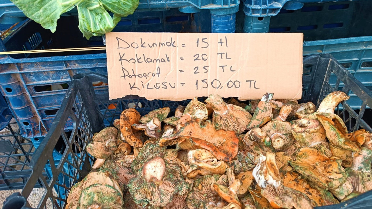 Dokunmak da koklamak da paralı oldu. Fiyatı etin kilosuna yaklaştı