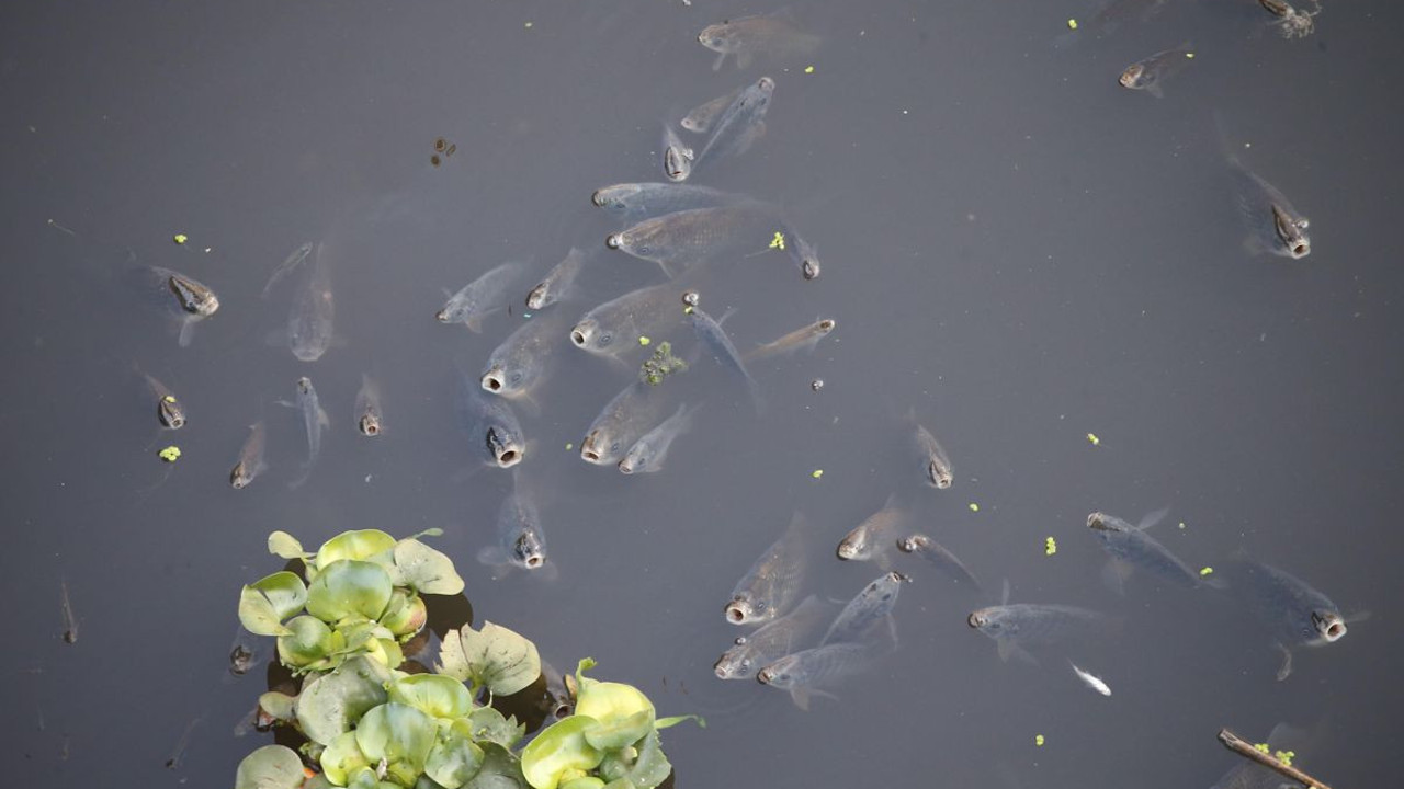 Hatay'da balık ölümleri ne inceleme
