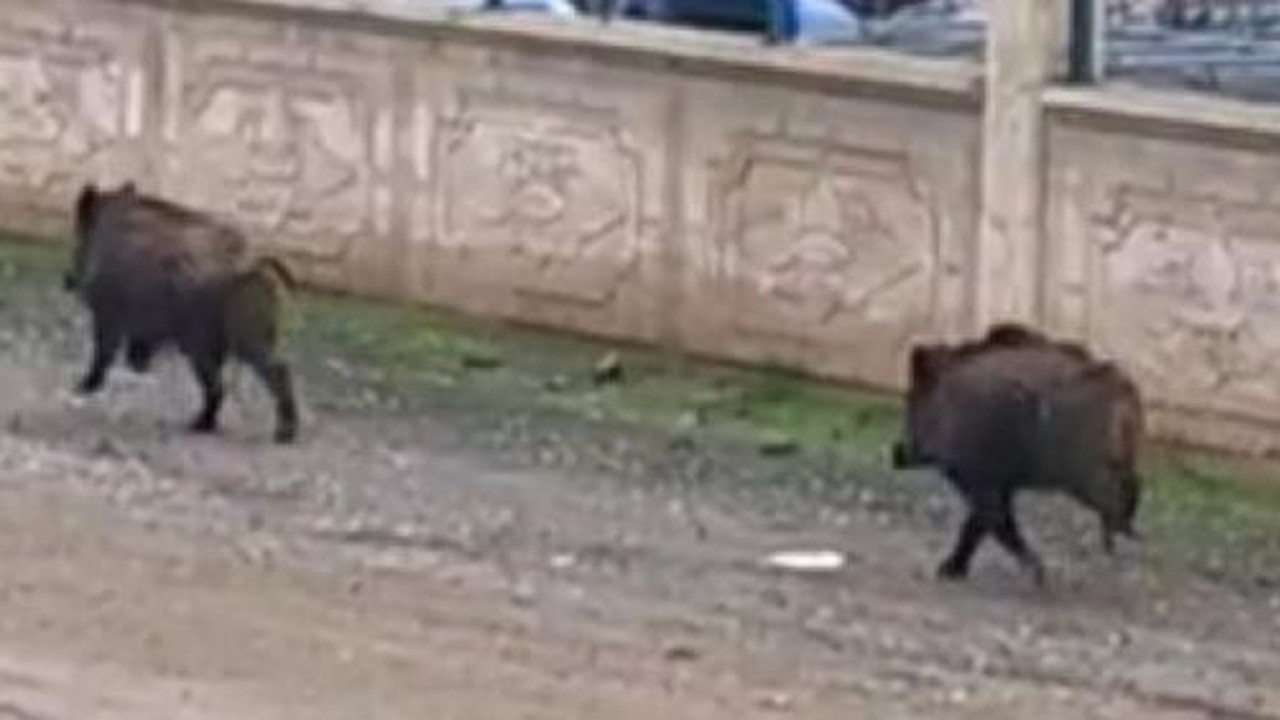 Mezarlığı domuzlar bastı