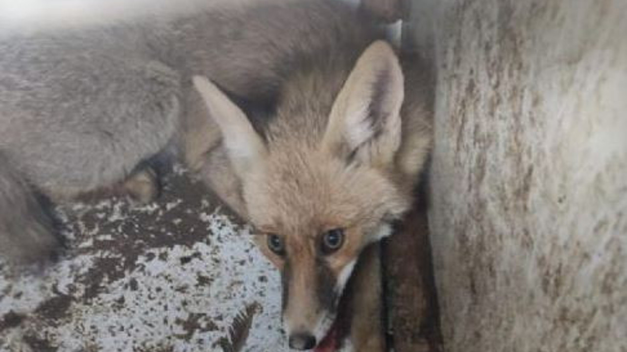 Kurnaz tilki mağazayı savaş alanına çevirdi