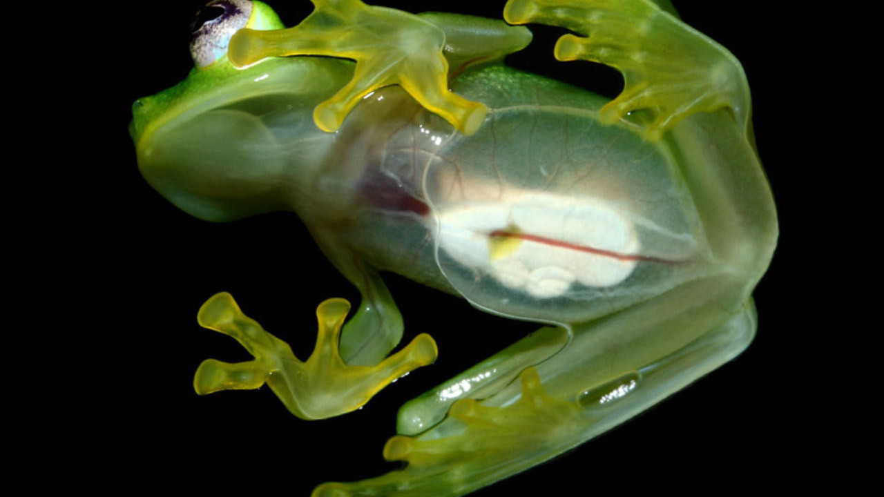 Cam kurbağaların sırrı çözüldü: İnsanlarda kan pıhtılaşması sorununa son verebilir