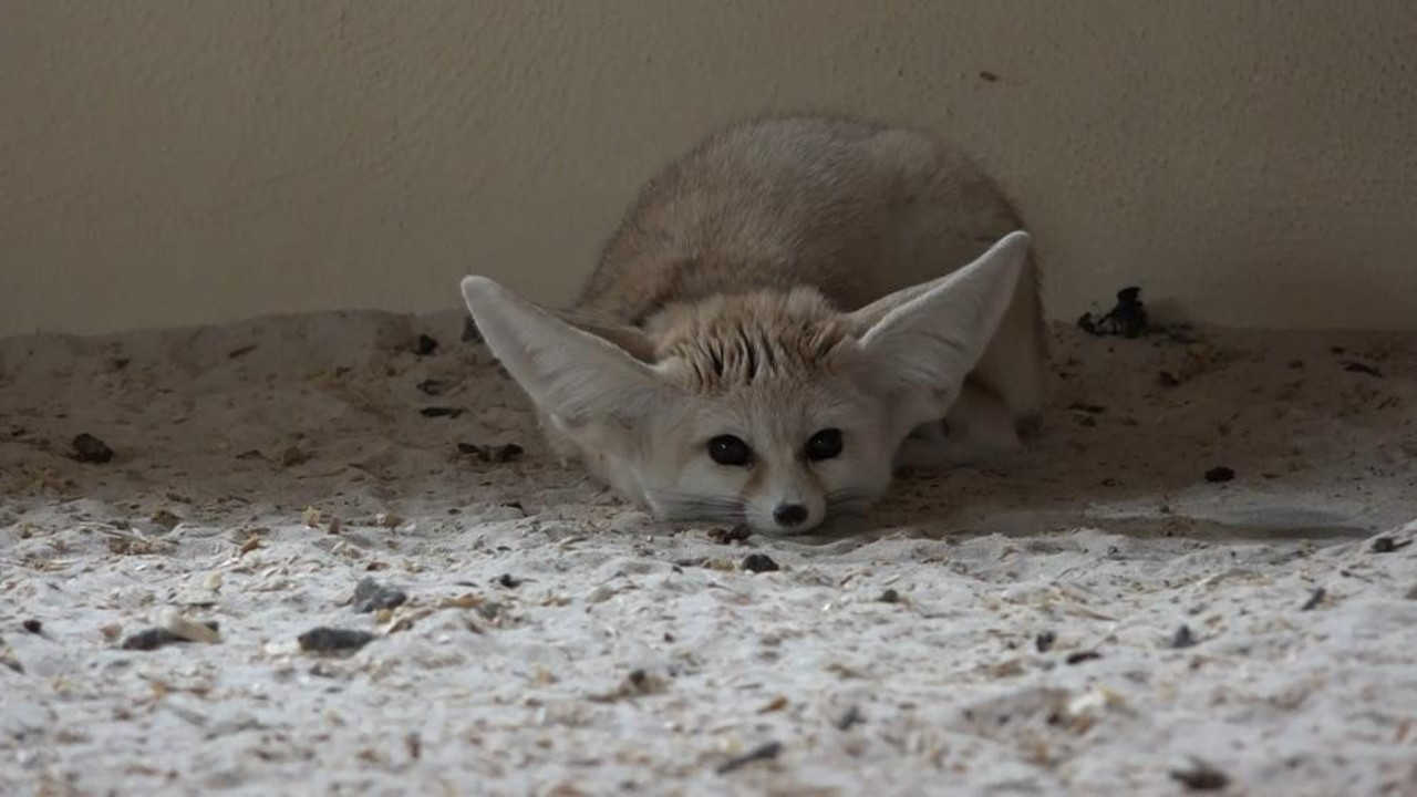 Hayvanat bahçesinde bebek tilki sevinci