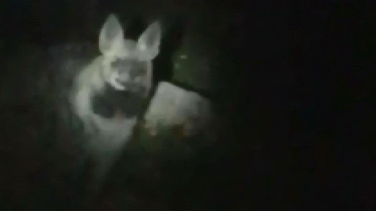 Karanlıkta karşısına çıktı. Kaçmak yerine fırça attı ‘Sizden korkuyorum la keratalar’