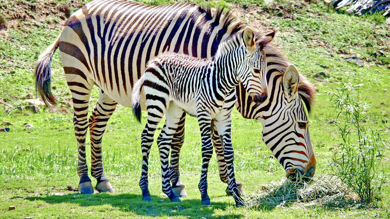 Ankara Müftüsü’nden garip fetva: “Zebra ve çekirge eti helal” dedi