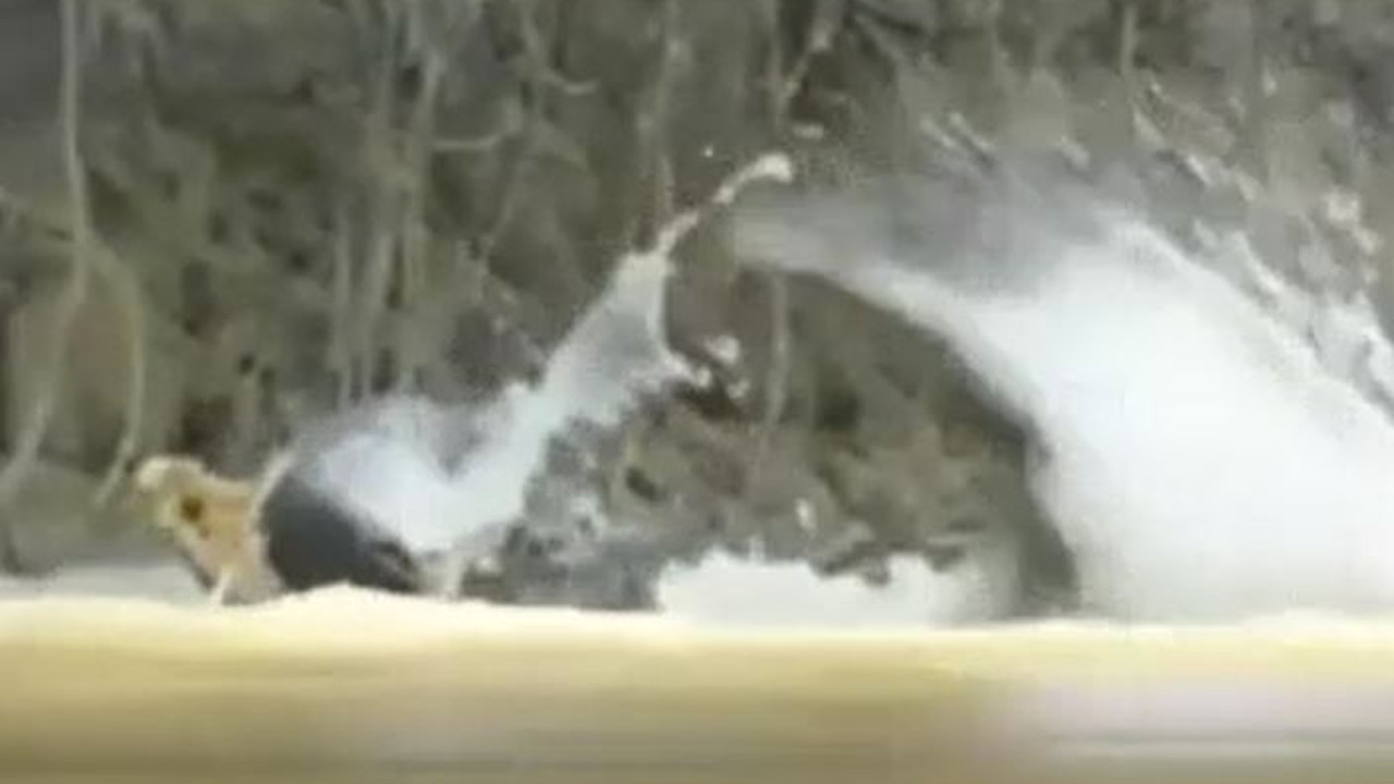 Nehirde aniden ortaya çıktı timsahlar bile kaçacak delik aradı