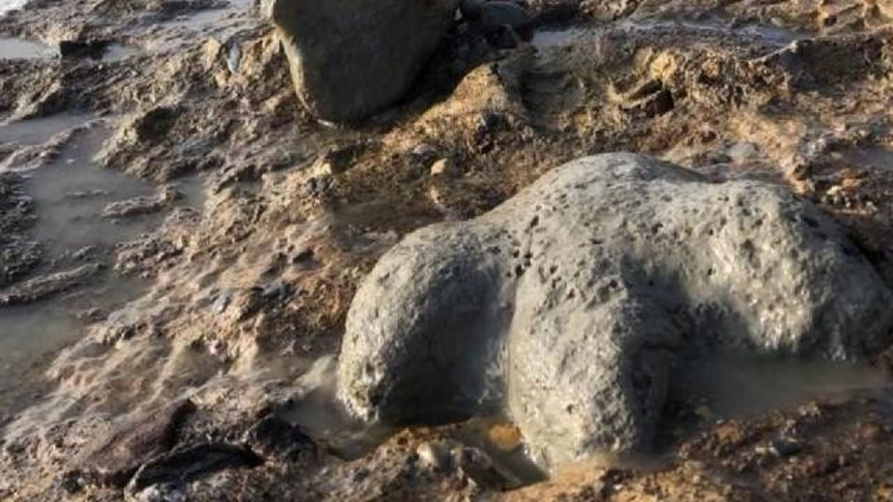 120 milyon yıl önce yaşamış bir dinozorun midesinde fosilleşmiş memeli bulundu