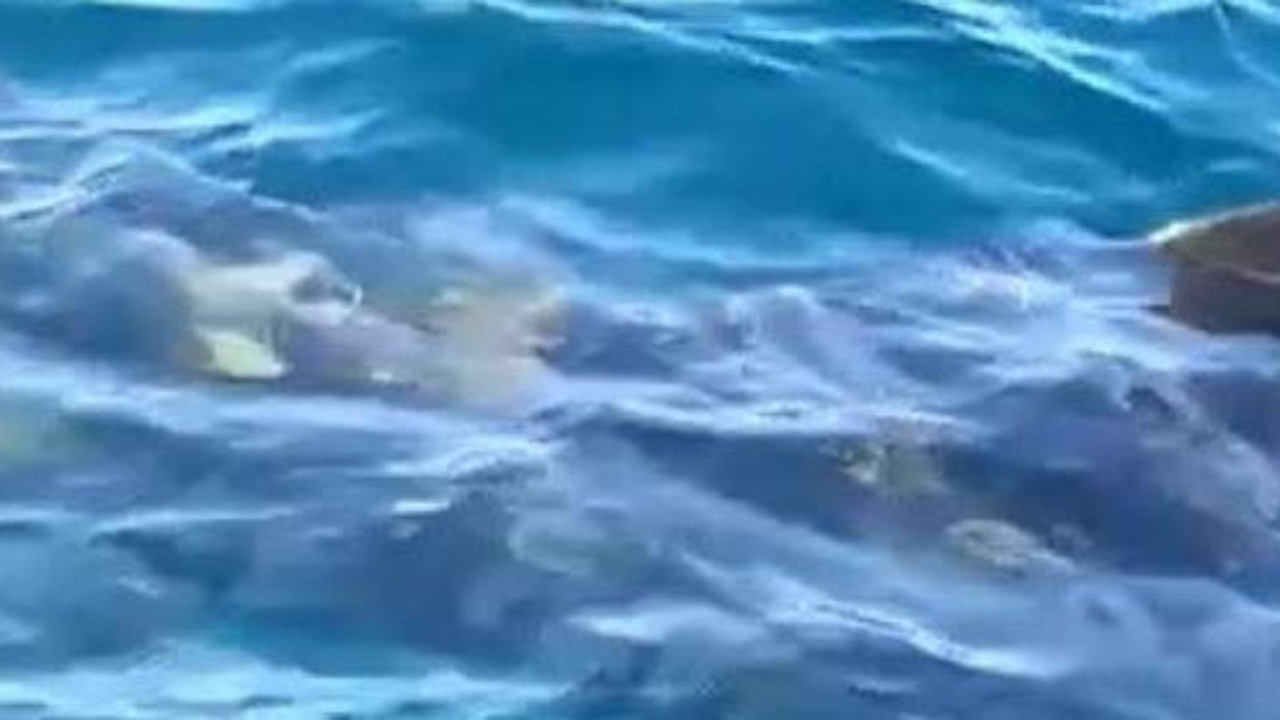 Edremit'te 10 metrelik köpek balığı korku saçtı