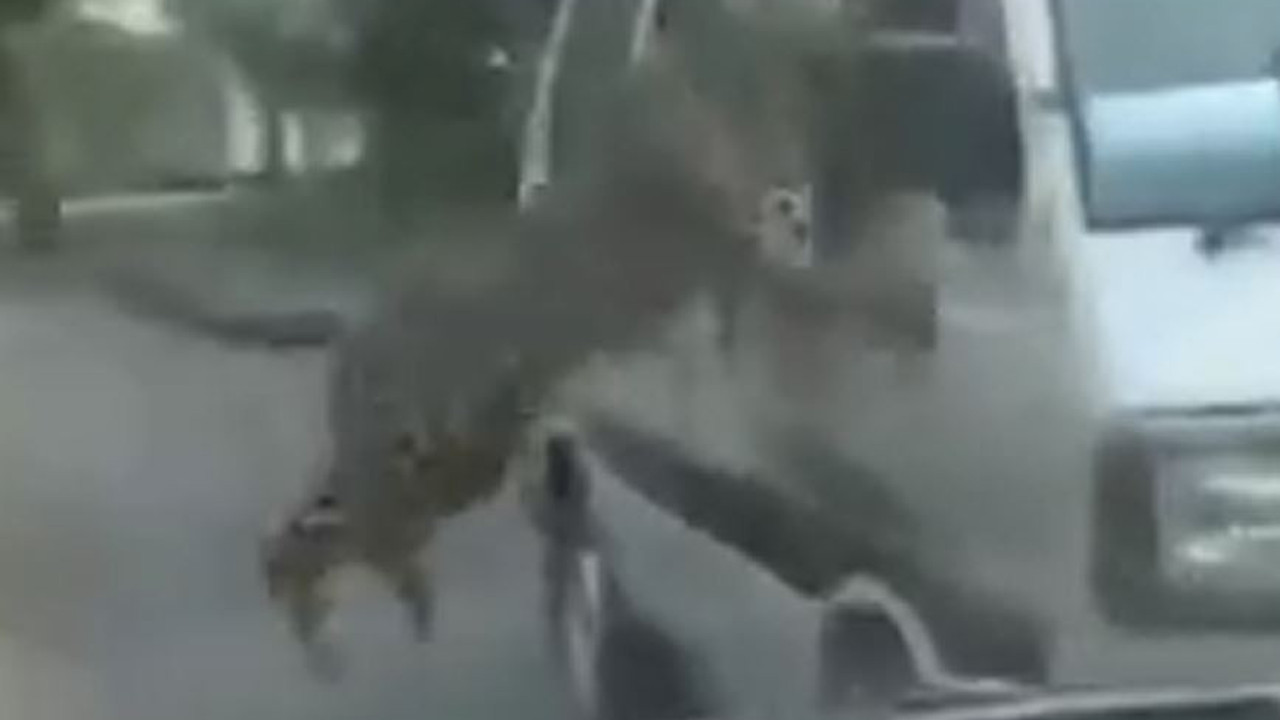 Kaçak leopar dehşet saçtı