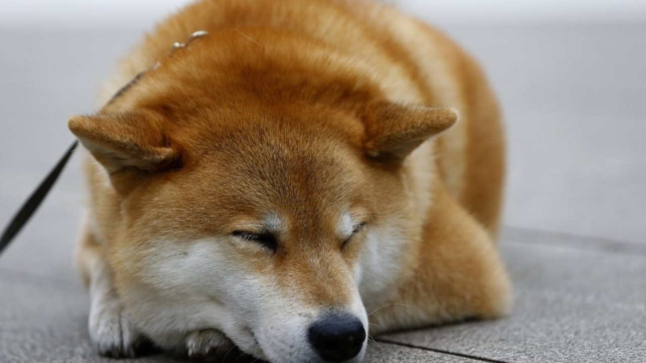 İnternet fenomeni köpek lösemiye yakalandı