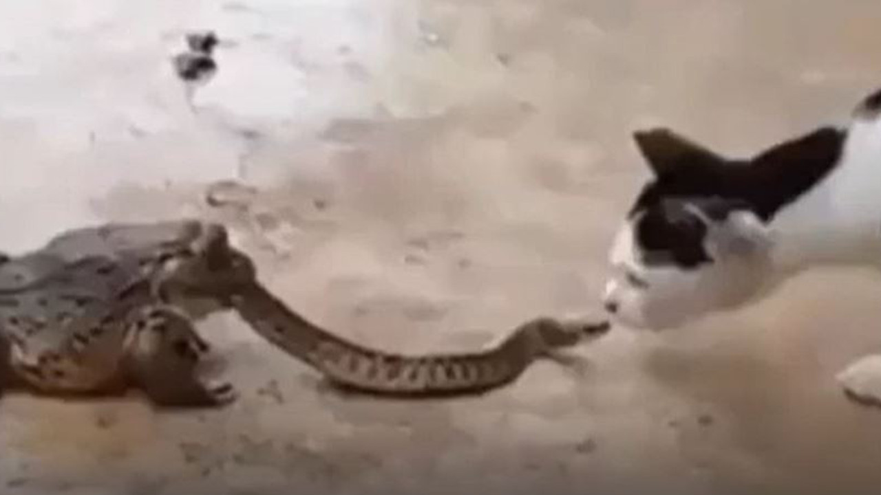 Yılan ölmeden önce kediye böyle saldırdı