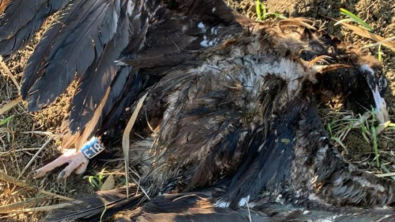 Bin kilometre uçup geldiği İstanbul’da tüfekle vurdular. Koruma altındaki 14 kara akbabadan biriydi