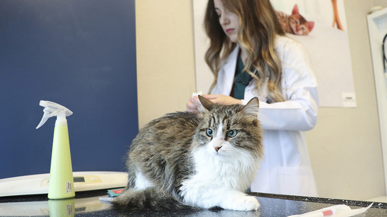 Evcil hayvanı olan herkesi ilgilendiriyor. Yarın son gün