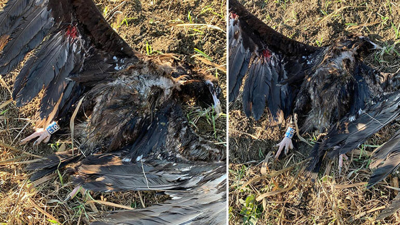 Bin kilometre yol uçup gelmişti. Uydu vericili kara akbaba Çatalca'da öldürüldü
