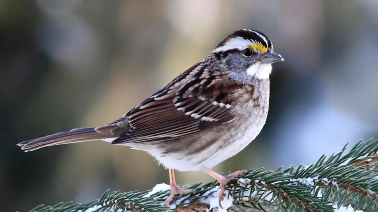 Dört cinsiyetli serçe keşfedildi