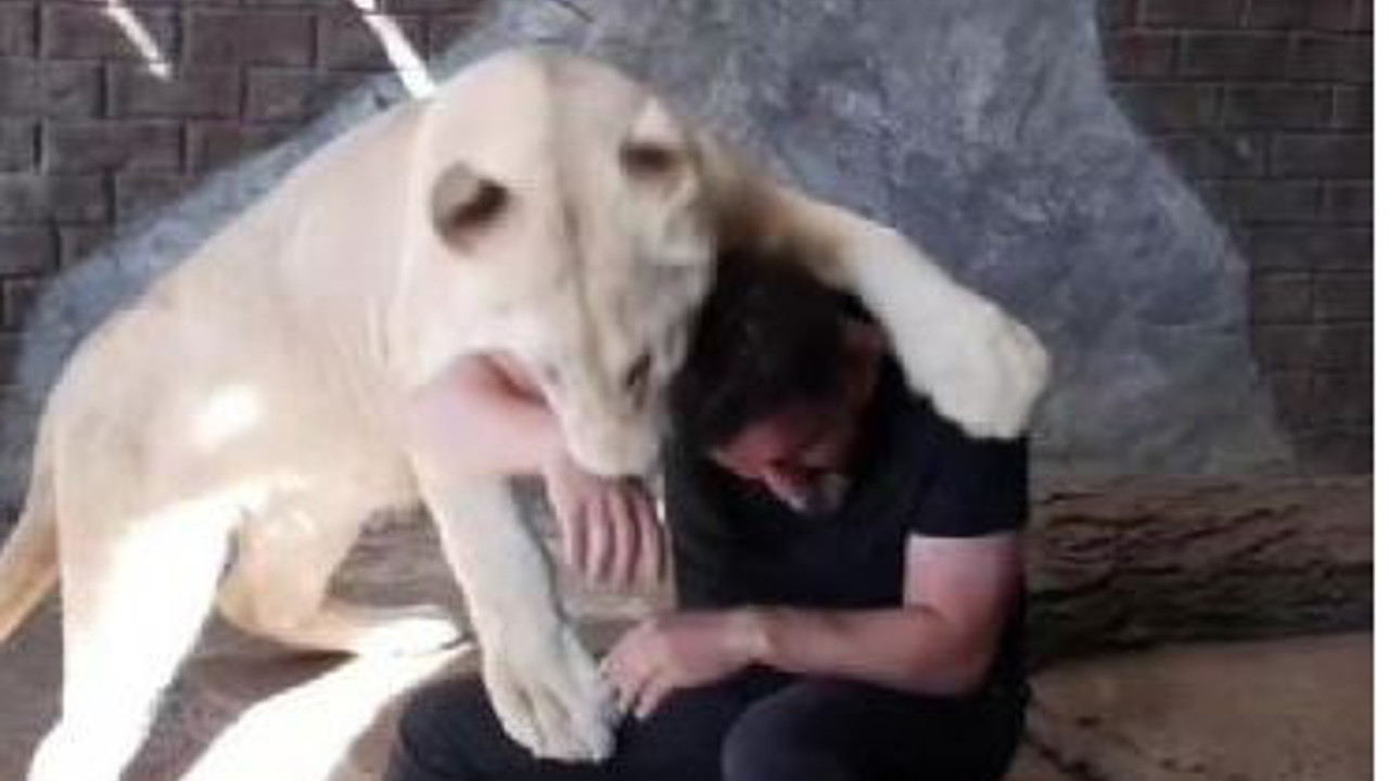 Aslanla kedi gibi oynadı