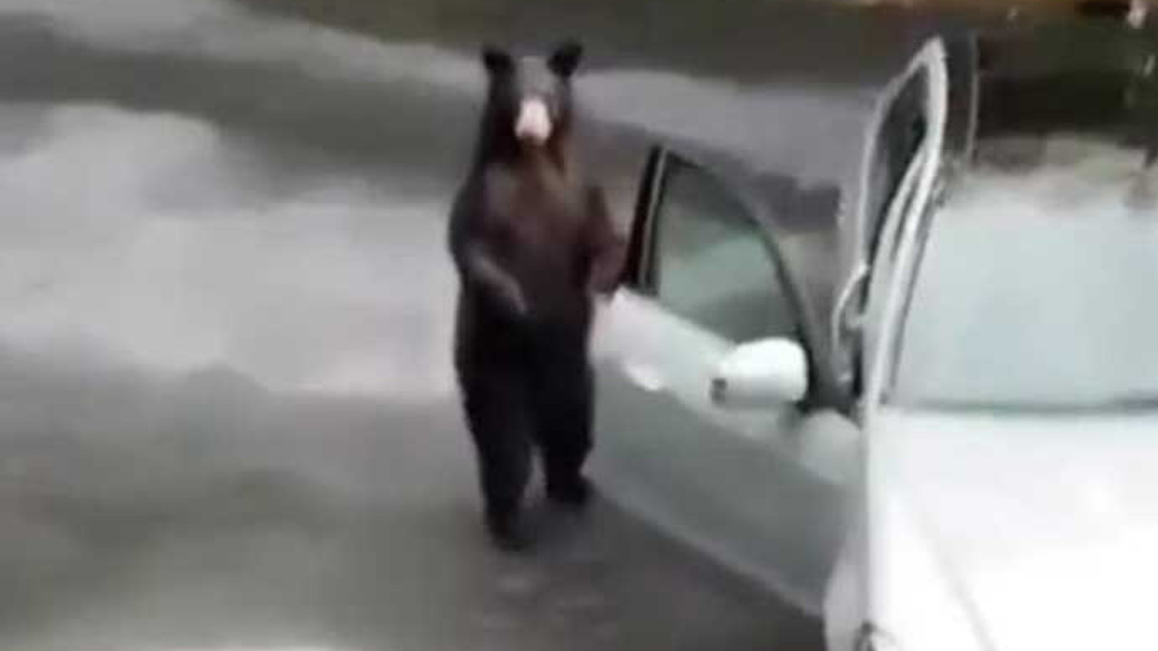 Mercedes'e binmek isteyen ayının hevesini kursağında bıraktılar