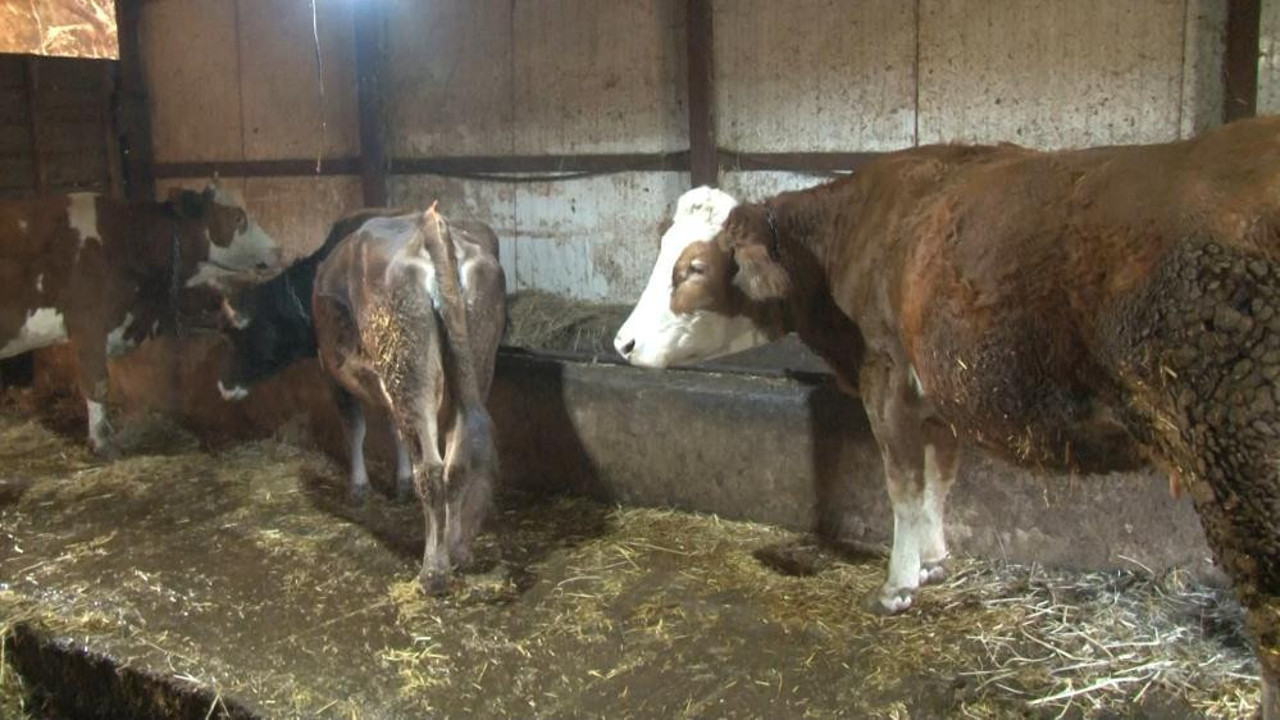 Arnavutköy'de çoban mahalledeki inekleri çaldı