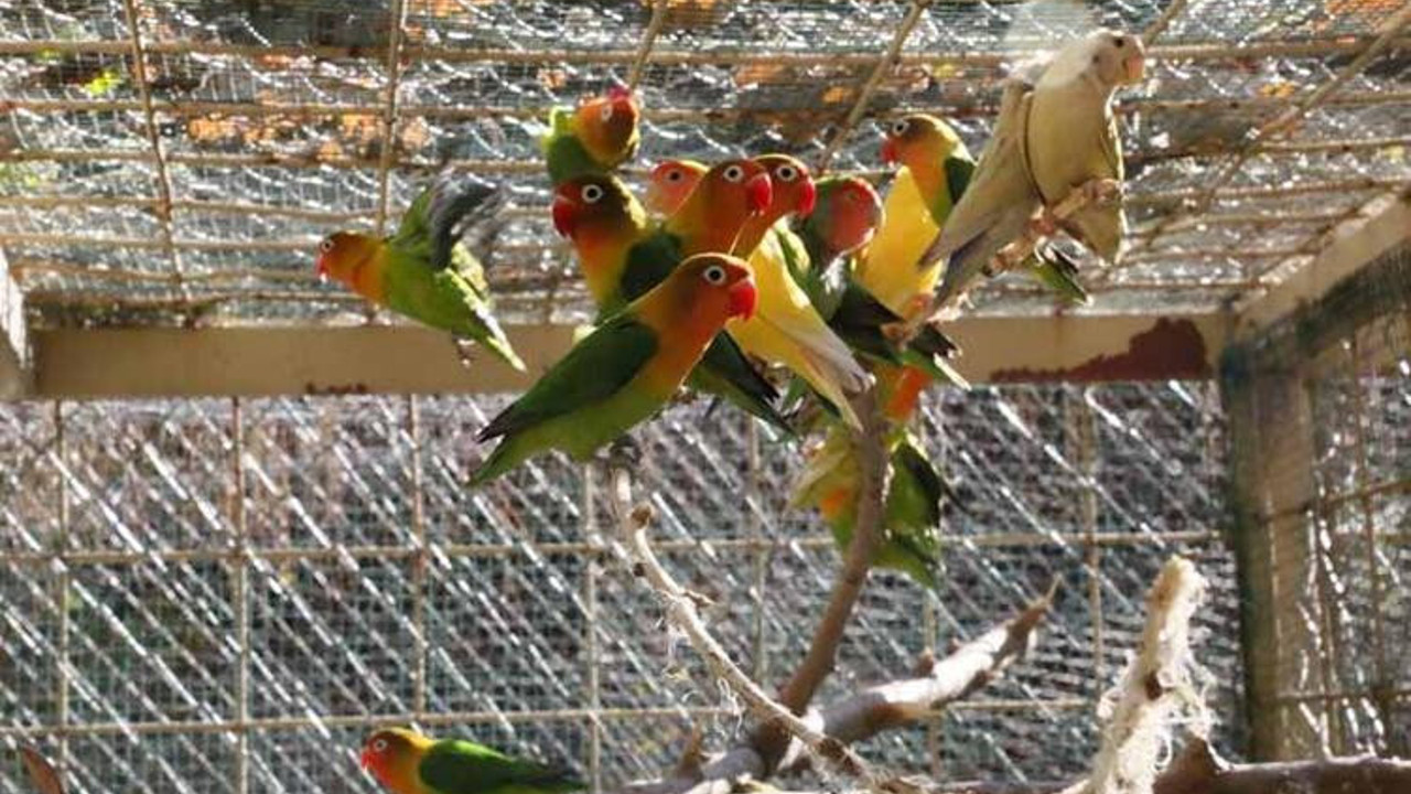 Satışı yasak 26 papağan ile 6 sakaya el koyuldu