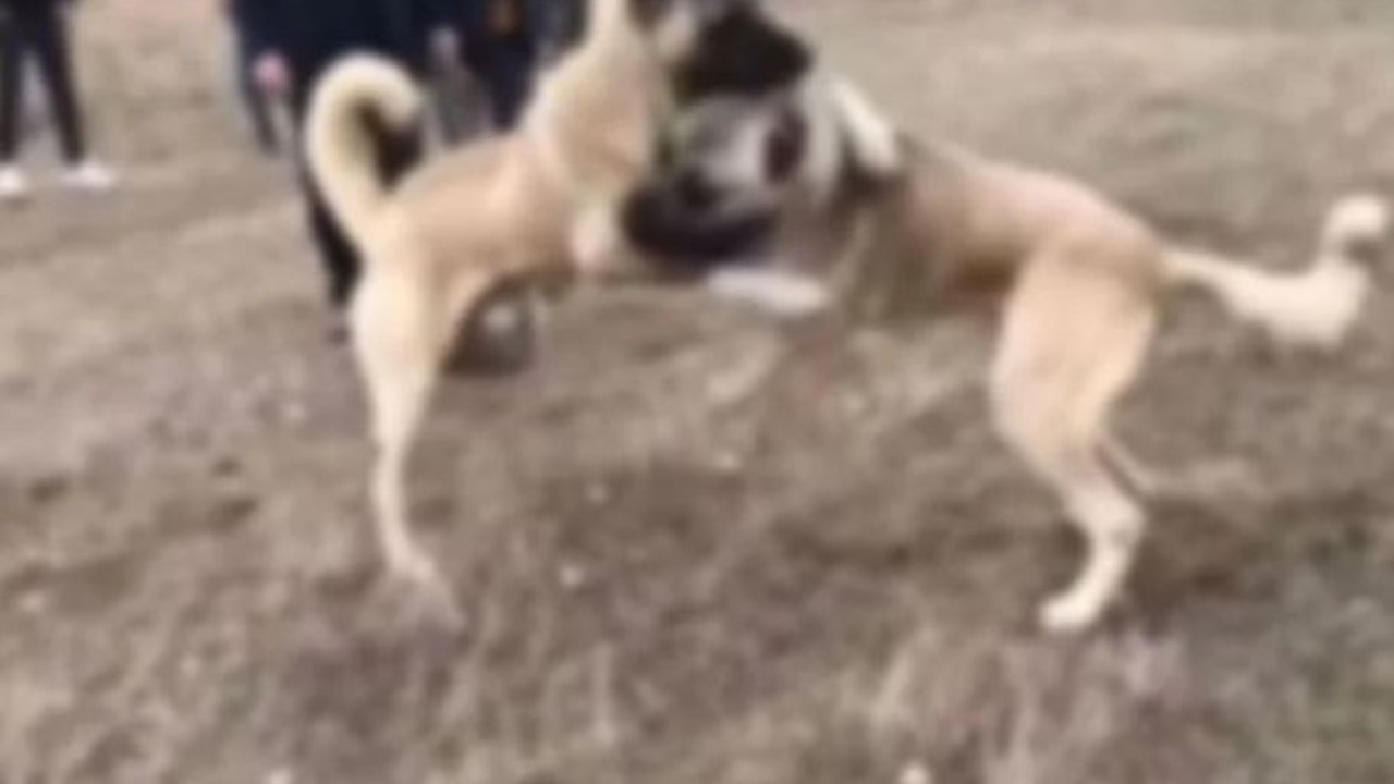 Ankara'da köpek dövüştürdüler! 31 kişi gözaltına alındı