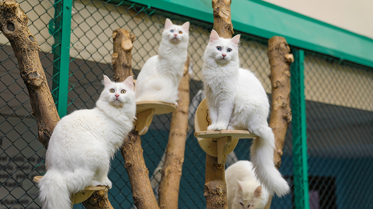 Van kedilerinin nesli korunuyor