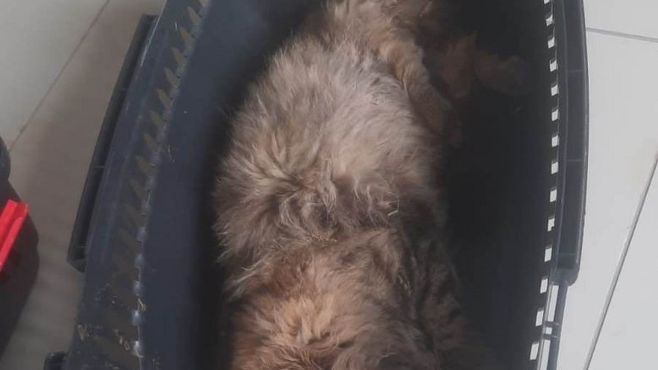 Yaralı halde bulunan kedi kurtarıldı