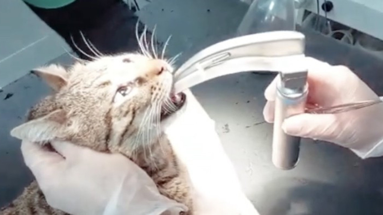 Kedinin soluk borusuna takılan kemik ameliyatla çıkartıldı