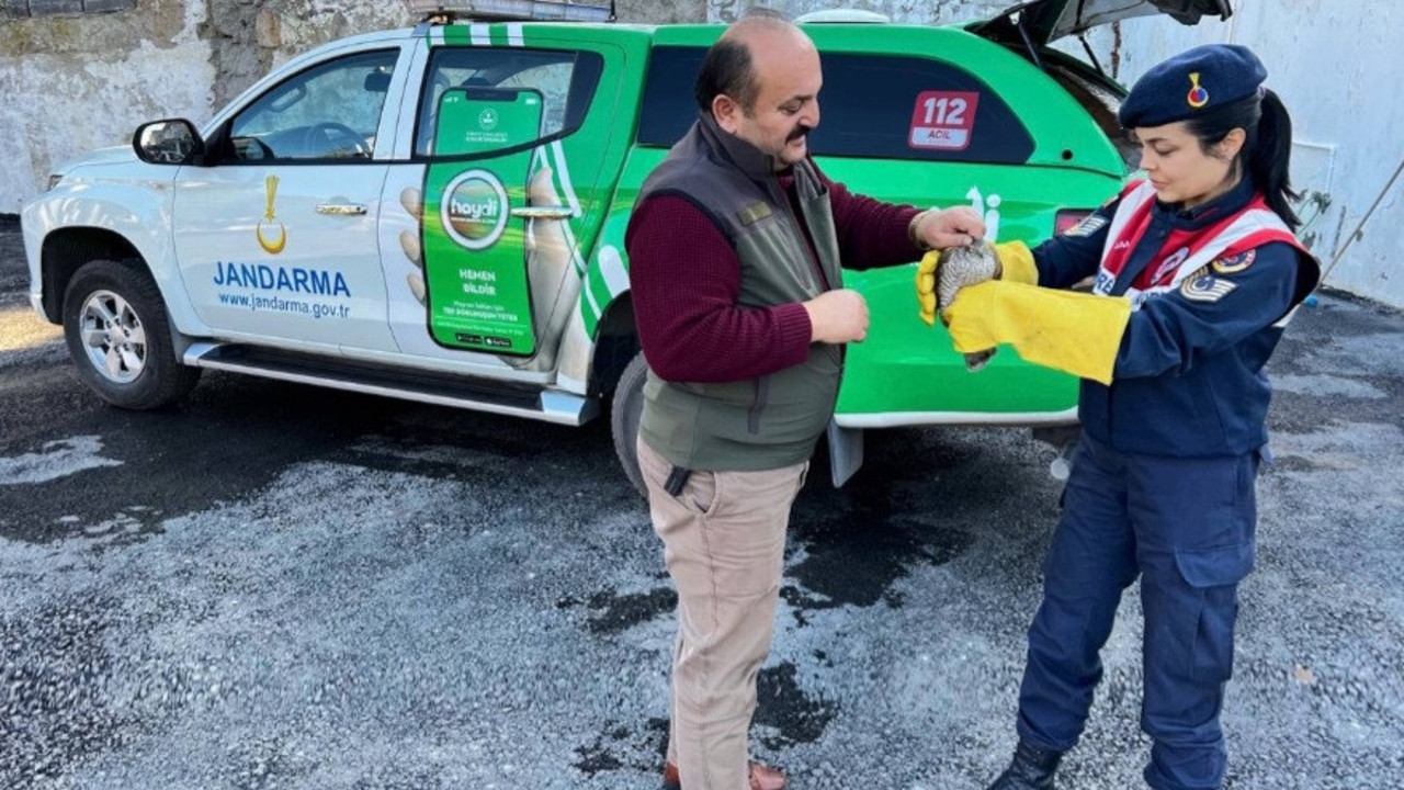 Yaralı atmaca tedavi altına alındı