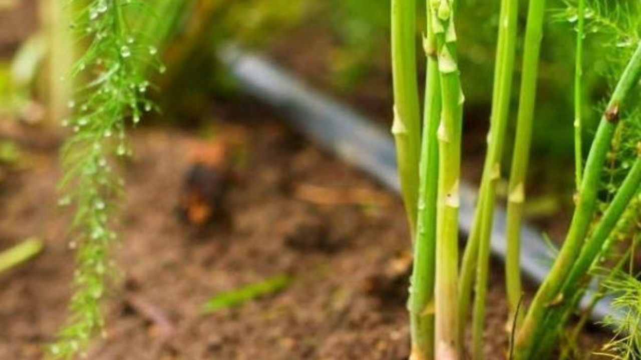 İşte yol kenarında bile bulunan kalp dostu