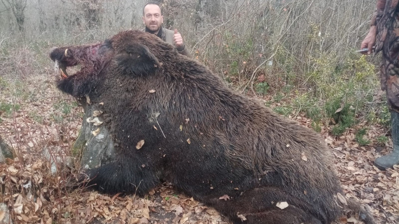Zonguldak’ta 400 kiloluk domuz vuruldu