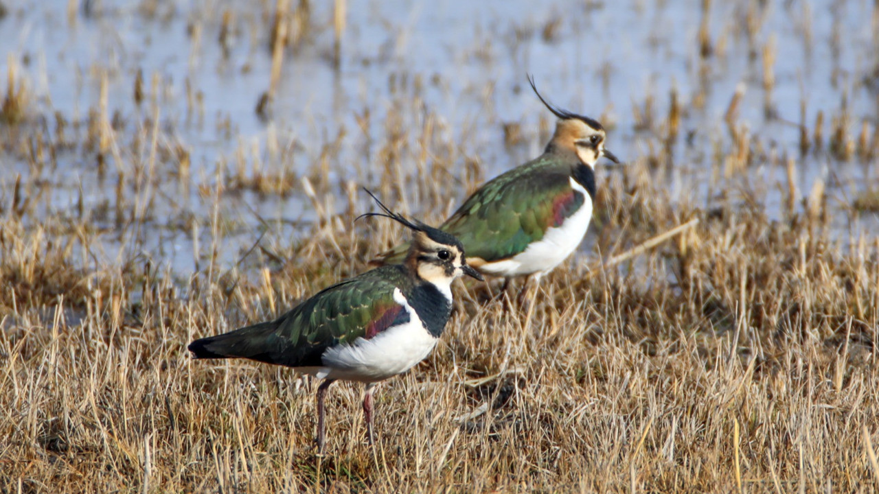 Kar yağmayınca kızkuşları Ağrı Dağı'nda kaldı