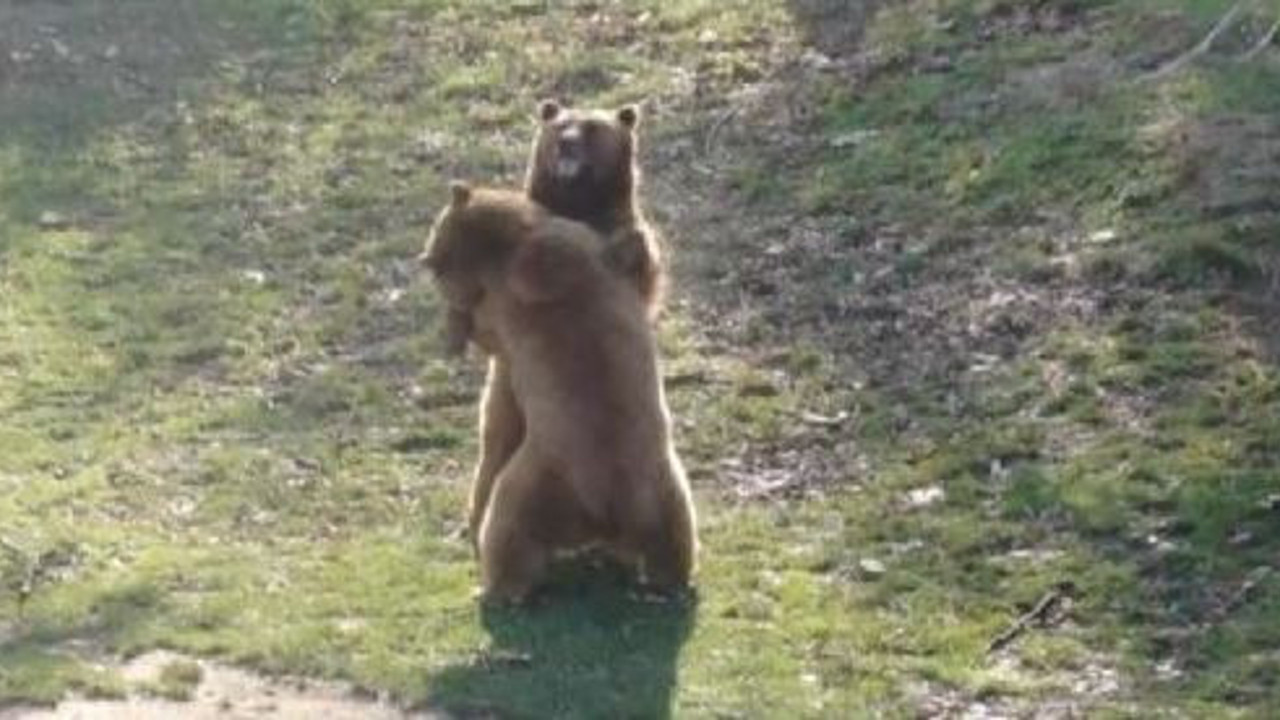 Ayılar uykuyu unuttu güreş yaptı