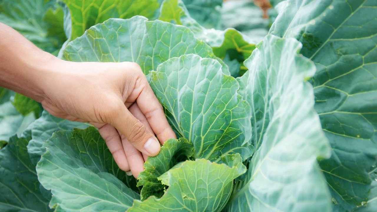Lahana yapraklarının mucize faydası ortaya çıktı. 1 saat içinde yok ediyor
