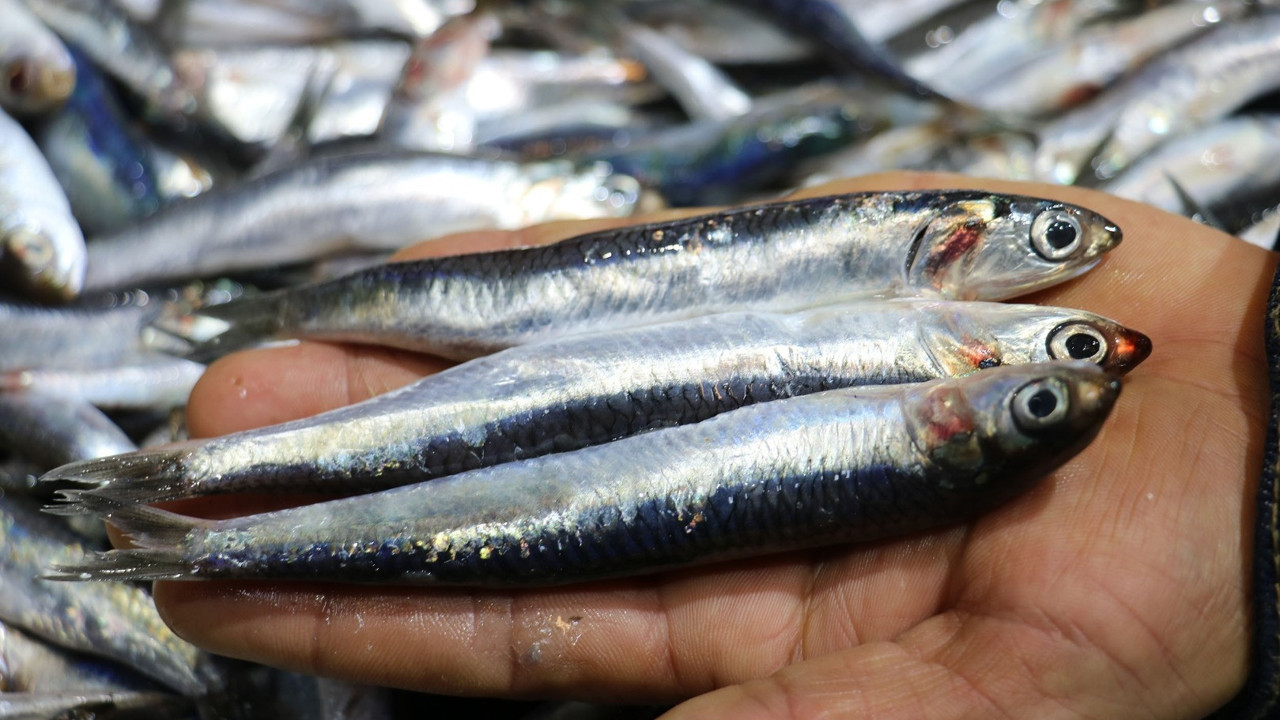 Uzmanı açıkladı. Hamsiyi ve istavritin böyle tüketirseniz şifa deposu