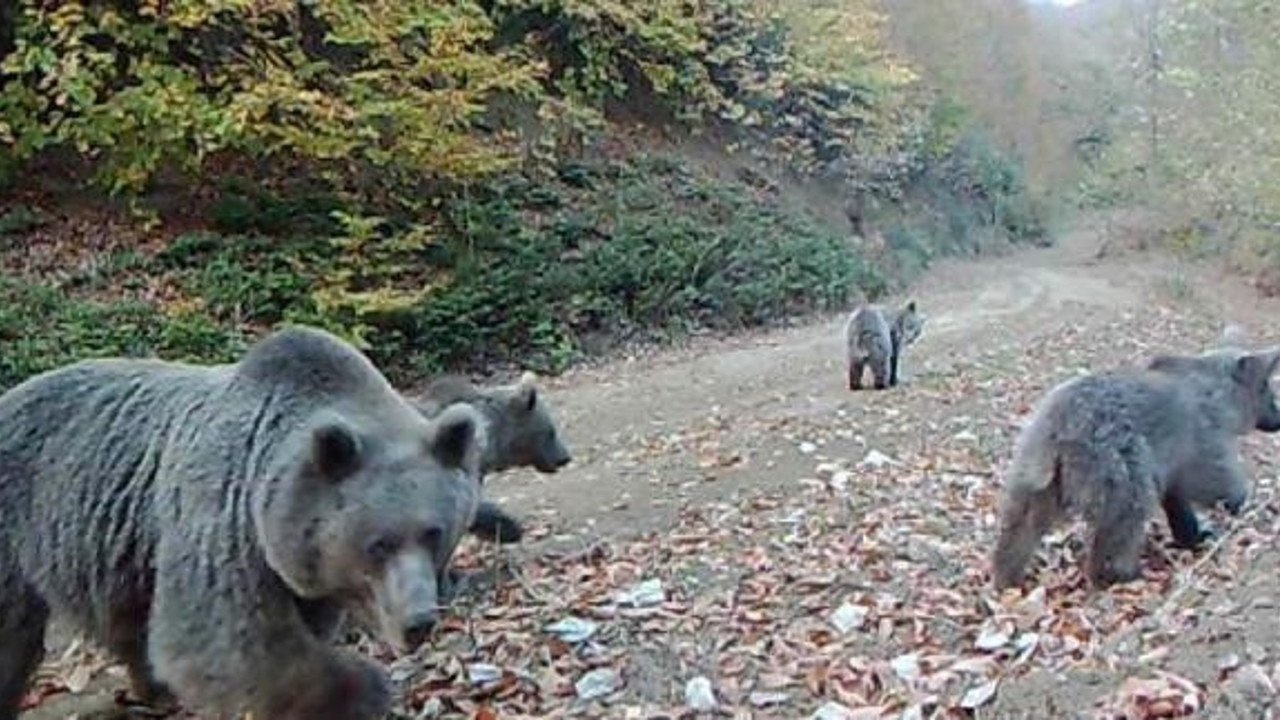 Ayı ailesi fotokapana sülale boyu poz verdiler