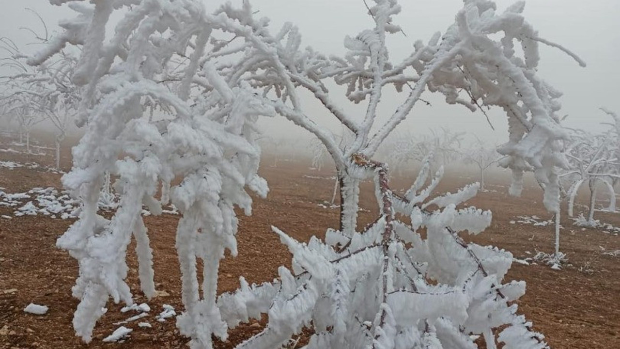 Malatya’da kırağı etkili oldu