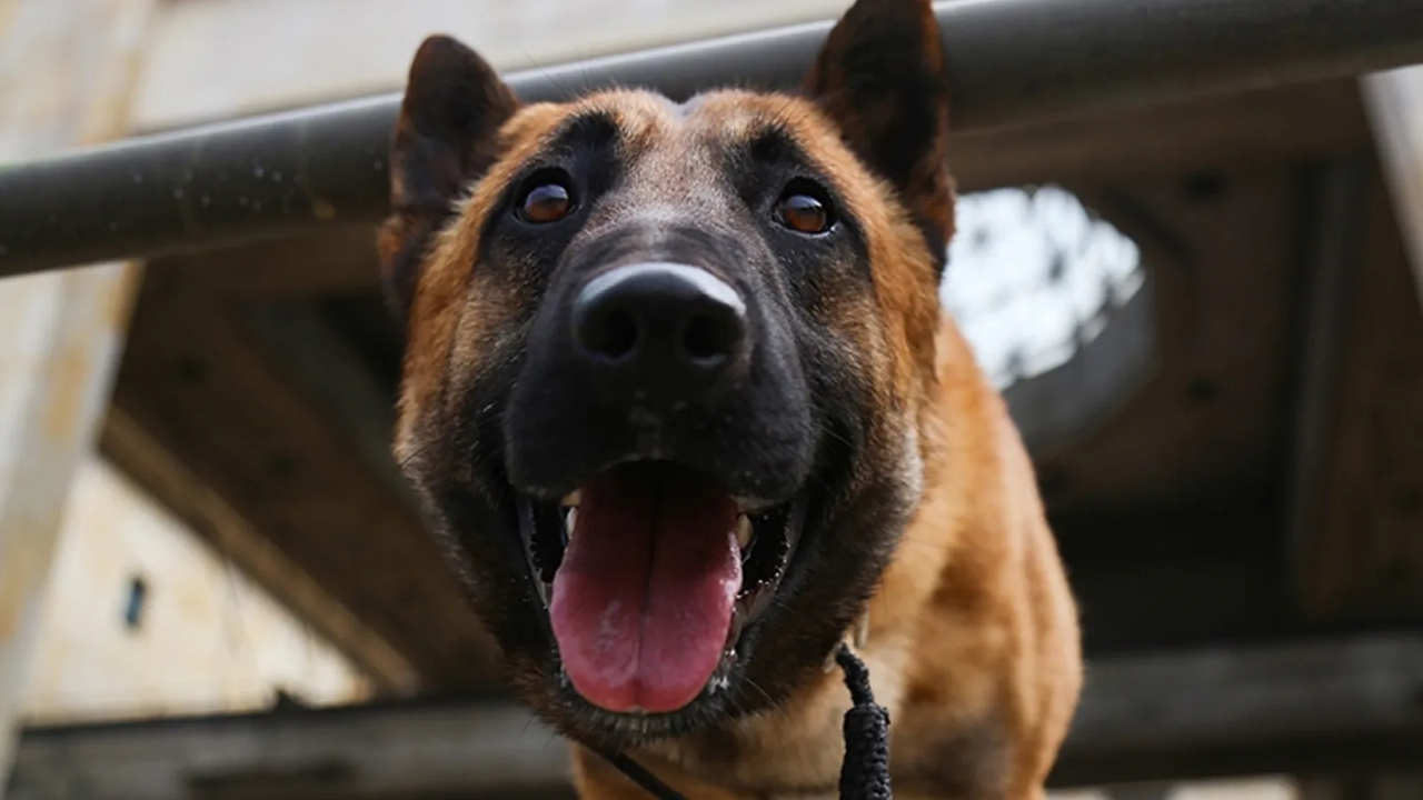Kamyonetinde cansız halde bulunmuştu. Tüfeğin tetiğine basan köpek, sahibini öldürdü