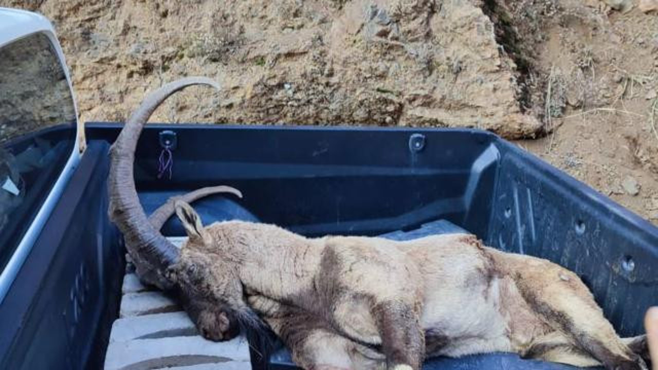 Avlanma cezası 250 bin lira olan yaban keçisi öldürüldü
