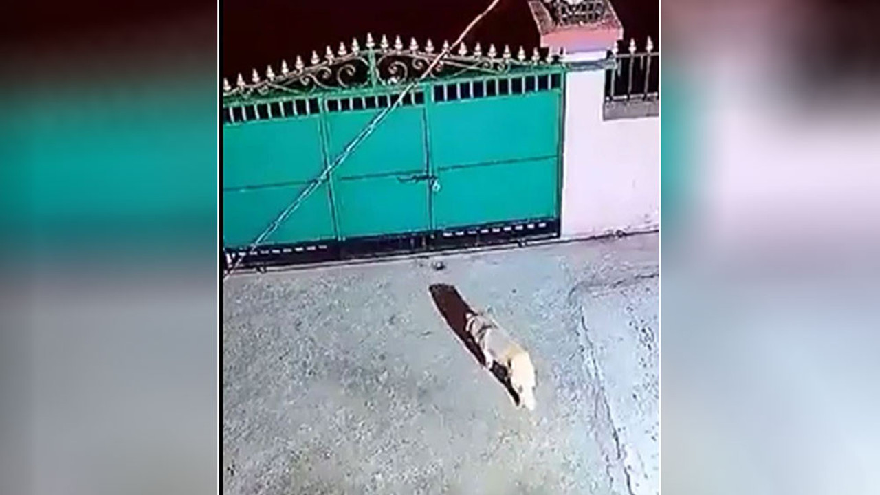 Evin köpeğini yemek için götürdü. Bahçeye atladığı gibi kaptı